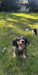 Miniature Long Haired Silver Dapple Dachshund  Listing Image