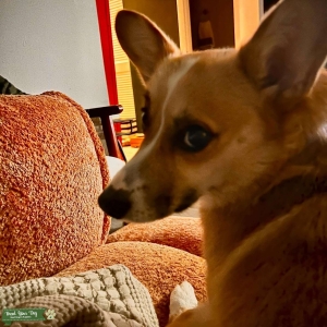 2 year old pembroke corgi Listing Image