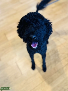 F2bb Goldendoodle Listing Image