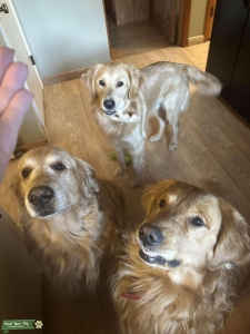3 Golden Retriever Studs Listing Image