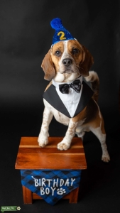 Stud Dog Listing Image
