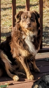 Stud Available for Breeding - Red Tri Listing Image