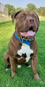 All around gentle giant  Listing Image