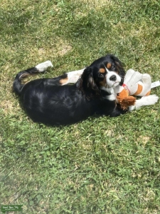 Tricolor Cavalier  Listing Image