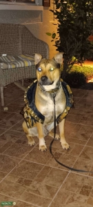 Blackmouth cur/Husky Wolf Mix Listing Image