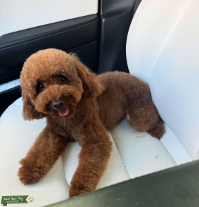 Teddy Toy Red/Copper Poodle Looking For Mate Listing Image