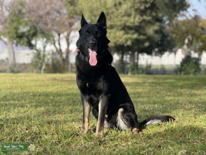 Black Working Line German Shepherd for stud Listing Image