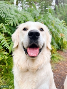 UK English Cream Golden Retriever stud - show line pedigree Listing Image