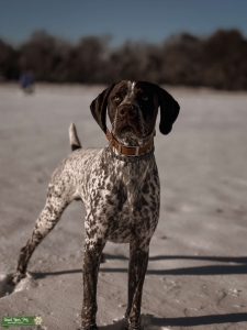 Male German Shorthair Pointer Listing Image