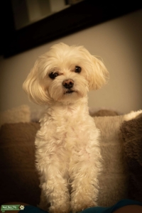 Handsome Maltese Stud Available – £300 or Pick of the Litter Listing Image