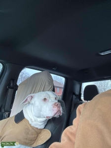 4 year old male  Listing Image