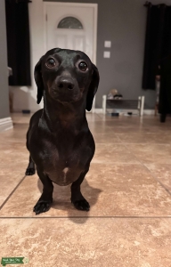 Solid Black Miniature dachshund  Listing Image