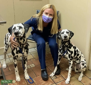 LUA AKC CHIC Qualified Dalmatian Listing Image