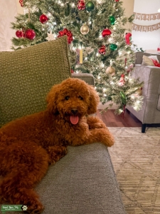 Red Toy Poodle AKC Listing Image