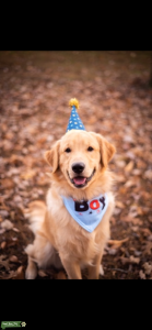 Stud Golden Retriever  Listing Image
