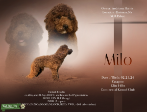 Cavapoo Stud Listing Image
