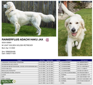 Light Golden Retriever for Stud Service Listing Image
