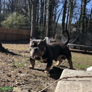 Tri Color Exotic Bully Listing Image