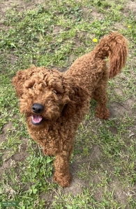 Amazing Pedigree Red Miniature Poodle Listing Image