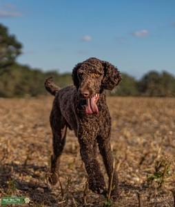 Chocolate CKC Standard Poodle Listing Image