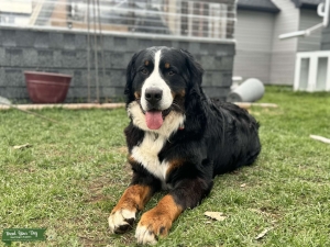 Bernese Mountain Dog Stud Listing Image