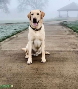 AKC American Labrador for Stud Listing Image