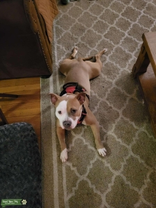 Fawn/white American bully Listing Image