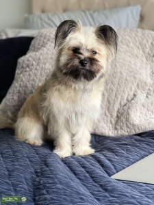 Maltese shih tzu Listing Image