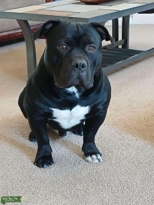 Beautiful 100 pound American bully X Listing Image