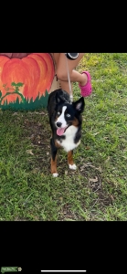 AKC MINI AMERICAN SHEPHERD  Listing Image