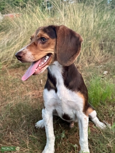 Registered Purebred Beagle  Listing Image