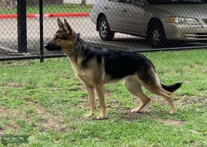 AKC German Shepherd Female  Listing Image