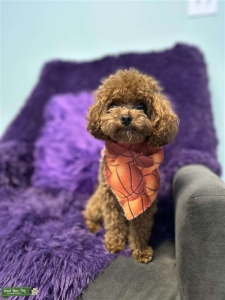Red F1B Cavapoo 4lbs Listing Image