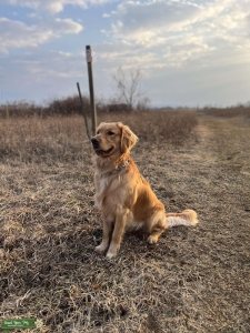 Field Golden Stud Listing Image