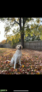 Yellow Labrador Retriever available to stud Listing Image