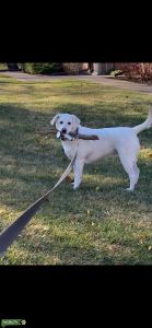 White pure breed AKC registered Labrador for breeding Listing Image