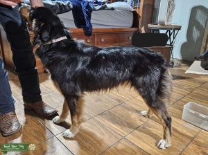 Australian Shepherd Stud - 2 YRS Listing Image