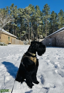 Giant Schnauzer Stud Listing Image