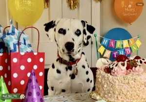 Purebred Dalmatian Boy Listing Image
