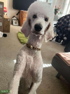 Looking to Breed My Female Listing Image