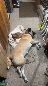 Female akita Listing Image