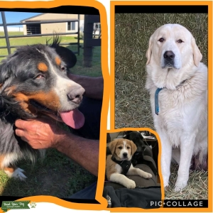 Contessa the great Bernese  Listing Image