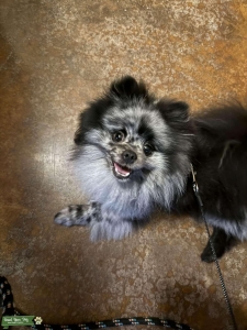 Blue Merle Stud Service Offered Listing Image