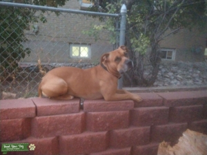 Best dog ever Listing Image