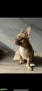 Frenchie Stud Available Listing Image