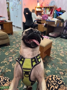 Studly Retromop Pug Looking for Love Listing Image