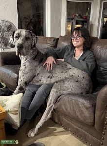 Beautiful Silver Platinum Merle Stud Listing Image