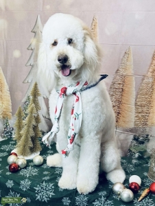 OkieDoodle Dame Listing Image