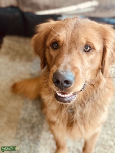 Model AKC American Red Golden Male Ready to Make Magic! Listing Image