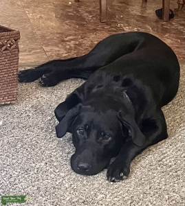 2y/o Cane Corso Mix Listing Image